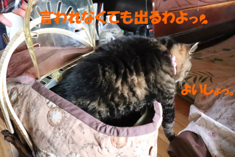 こんな中、いるもんですかっ!