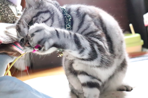 取ったぁ!