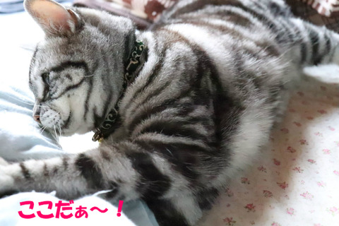 ちゅかまえうっ!