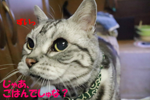 よっしゃー!