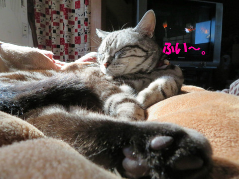 おいら、眠い・・・。