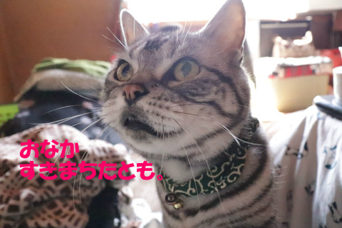 ごはんは?