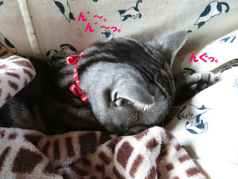zzz…(熟睡中)