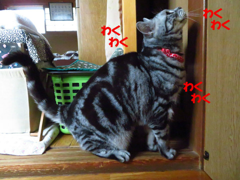はやく開きましぇんかの~?