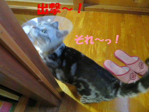でまちたぁ。