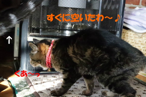 あちしが使うの~。
