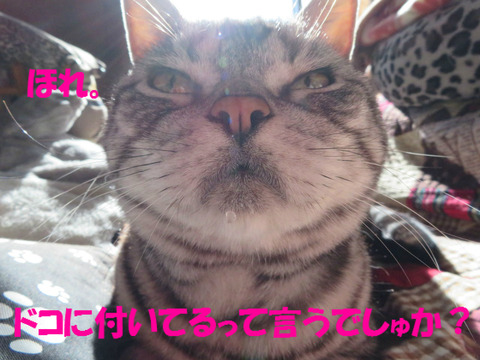 どーよ?