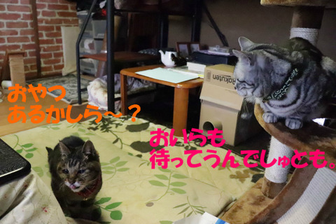 欲ちいでしゅよな~おやちゅ。