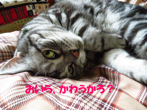 さぁ、なでれ。