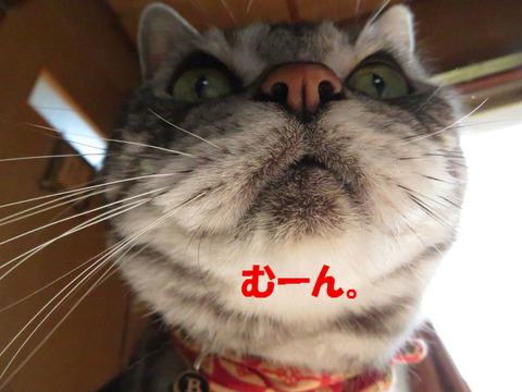 カメラ、むけんな。