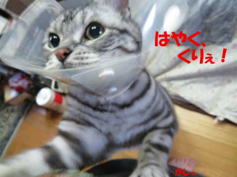 なに入ってう?