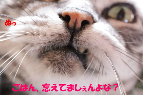おいらのごはん!