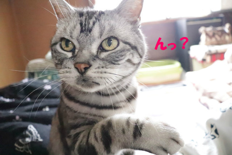 ましゃか・・・?