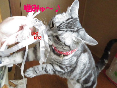 ひも、しゃくしゃくしう~。
