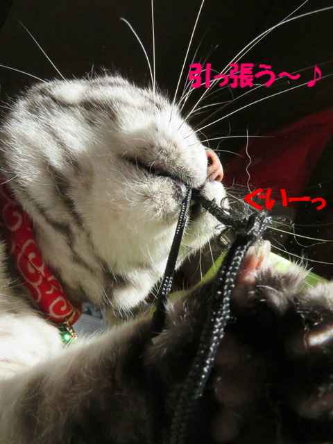 こえ、好き~♥