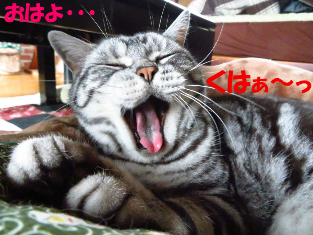 ベタ甘えのヤンキー 笑 梵亭生活