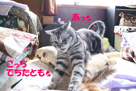 まて~!