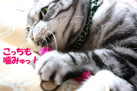 エモノ~♪