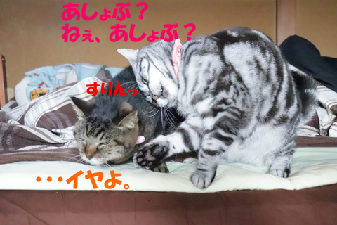 ねぇってば~。