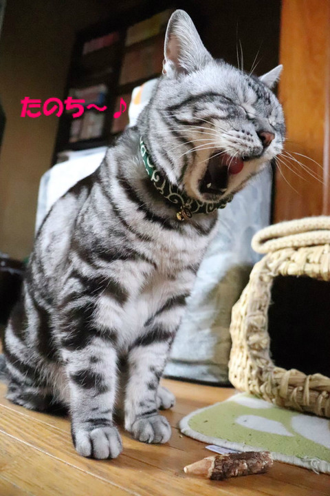 こえ、いいでしゅよな~。