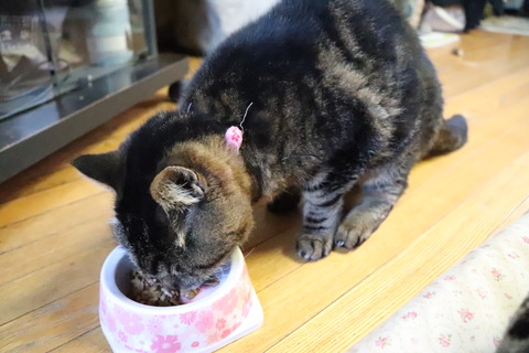 ラッキーだわ~♪
