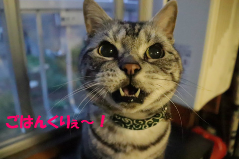 はやく!