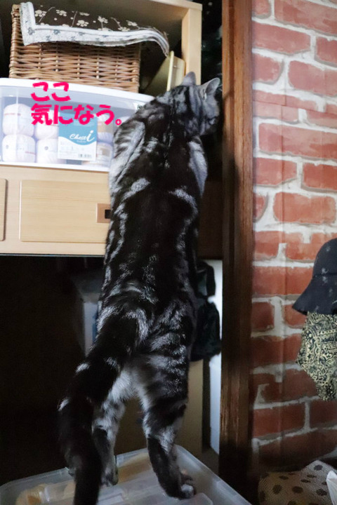 入れましゅかの?