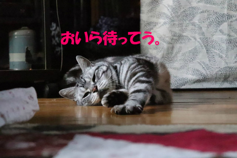 こっち、来ましゅよな?