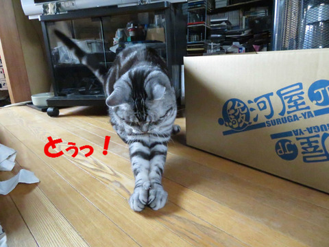 ちゅかまえたっ!