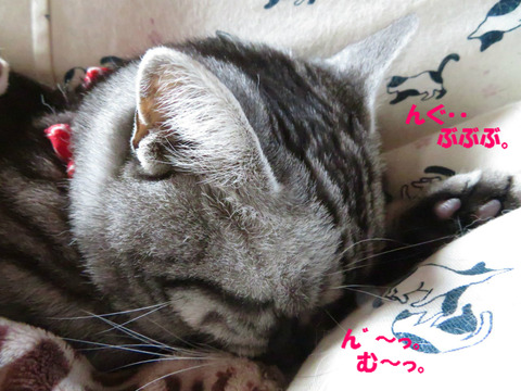 zzz…(熟睡中)