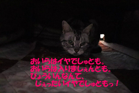 ちゅかまりゅもんきゃ!