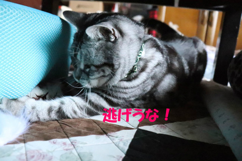 この~!