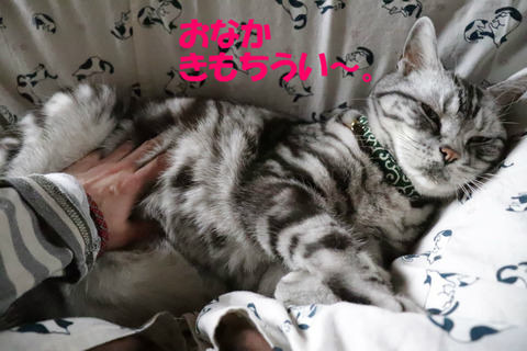 もっとなでれ~。