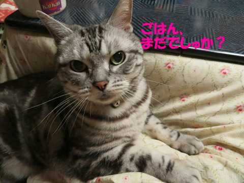 おなかすいた。