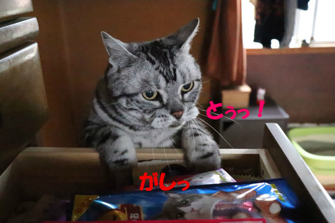 乗ってやりゅ!