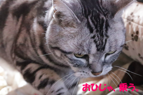 おひじゃ~♪