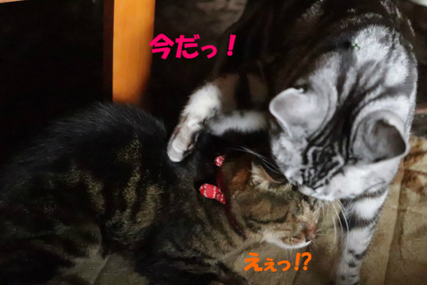 とぅっ!