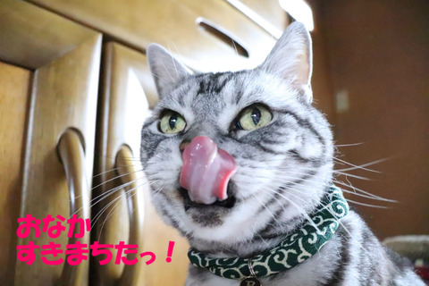 ごはんまだ?