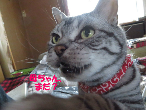 ごはん!