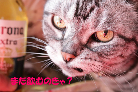 昼間でしゅじょ?