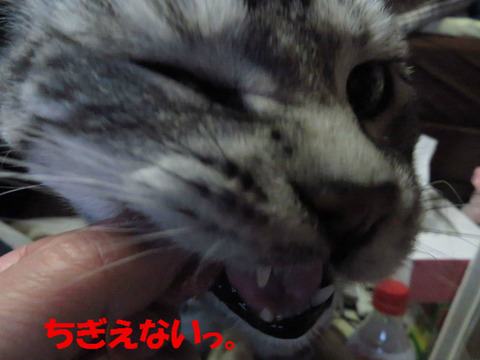 おいらのまぎゅろ~!