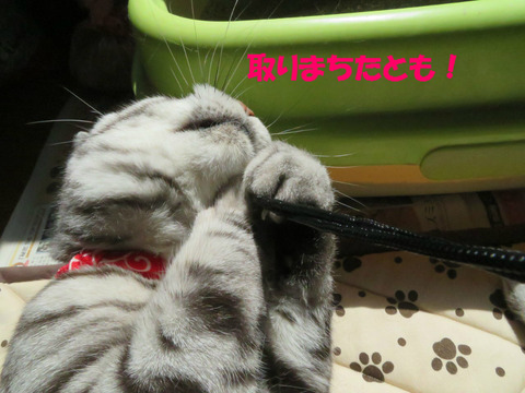 ひゃっほ~い♪