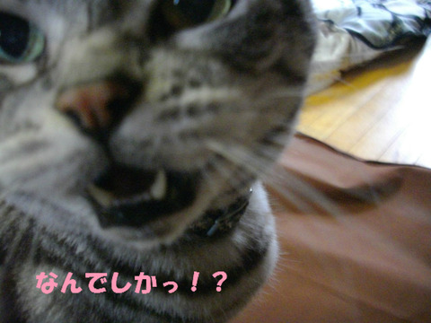 呼びまちたよなっ!?