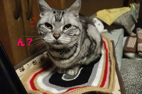 なんでしゅかの?