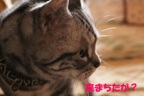 何しう?