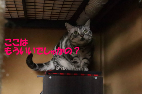 ちゅきまちたかの?