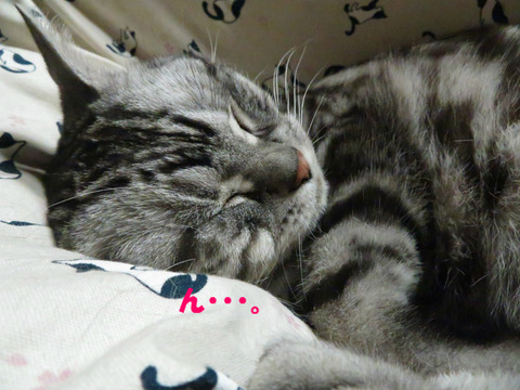 zzz…