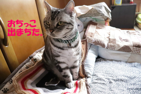 ふふん。