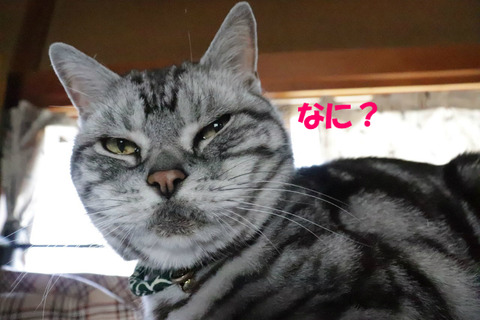 なんでしゅか?