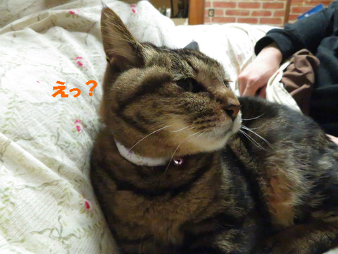 何、撮ってるのかしら?